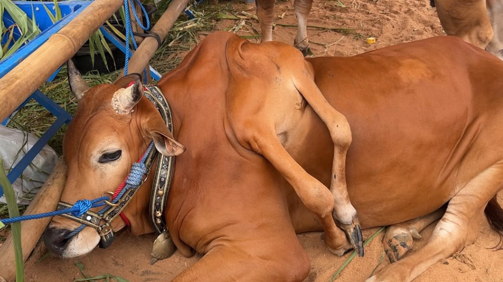 Sapi Berkaki Enam dari Boyolali Sabet Juara Kelas Unik APPSI Piala Presiden 2026 