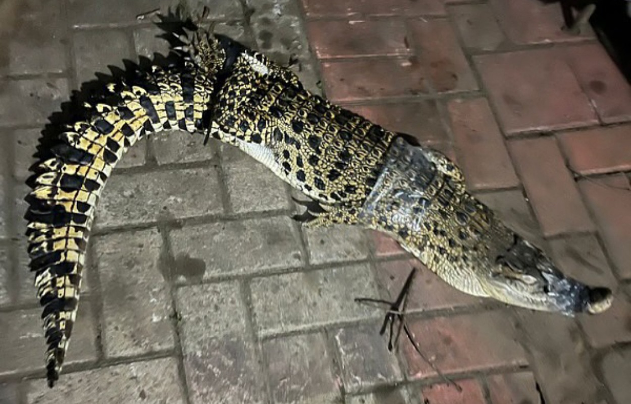 Viral! Buaya Sepanjang 1,5 Meter Muncul di Saluran Irigasi Cibinong Gegerkan Warga