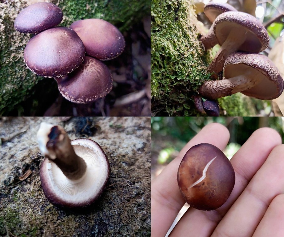 Jutaan Spesies Jamur Masih Misterius! IPB Temukan Shiitake Liar Indonesia yang Bikin Takjub
