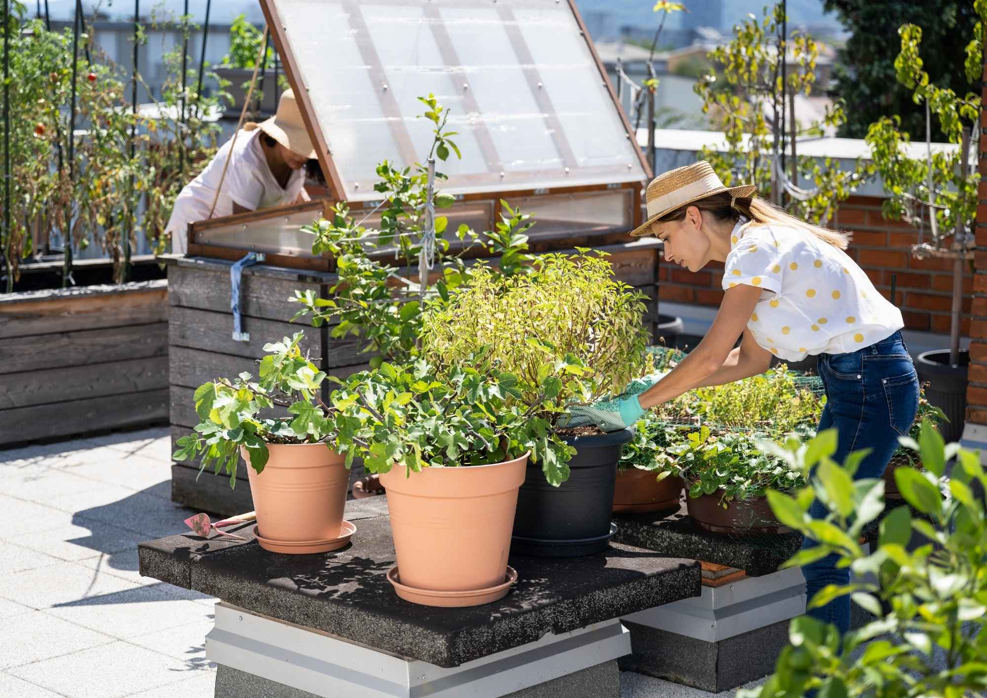 Bosan Rutinitas Kantor? Ini Alasan Psikologis & Ekonomi Tren Berkebun Anak Muda