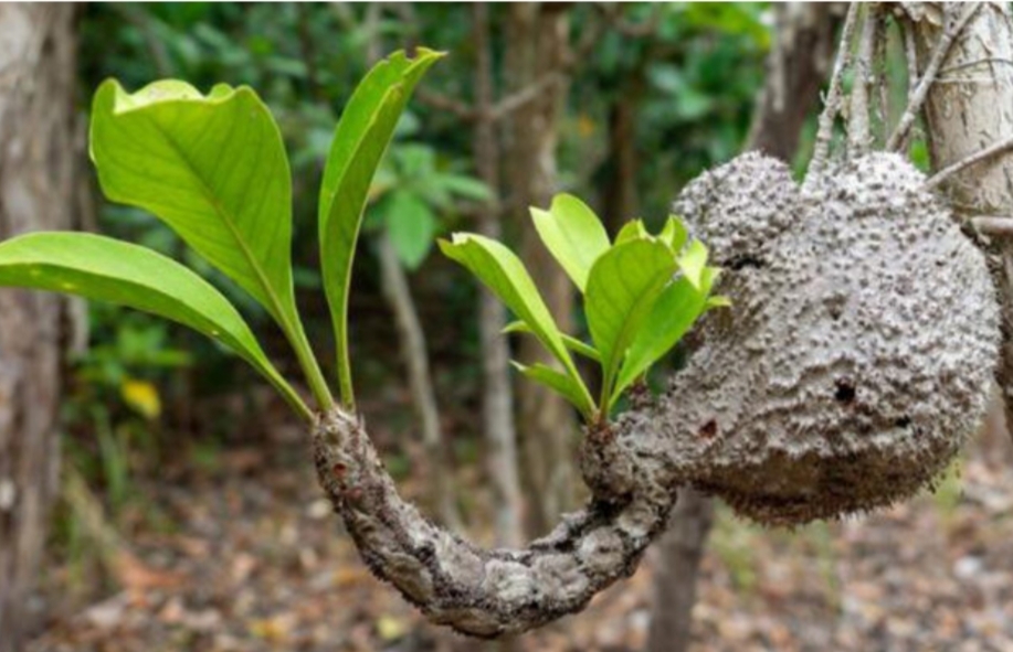 Bukan Tanaman Biasa! Flora Langka Ini Jadi ‘Hotel’ untuk Semut dan Jaga Ekosistem Hutan