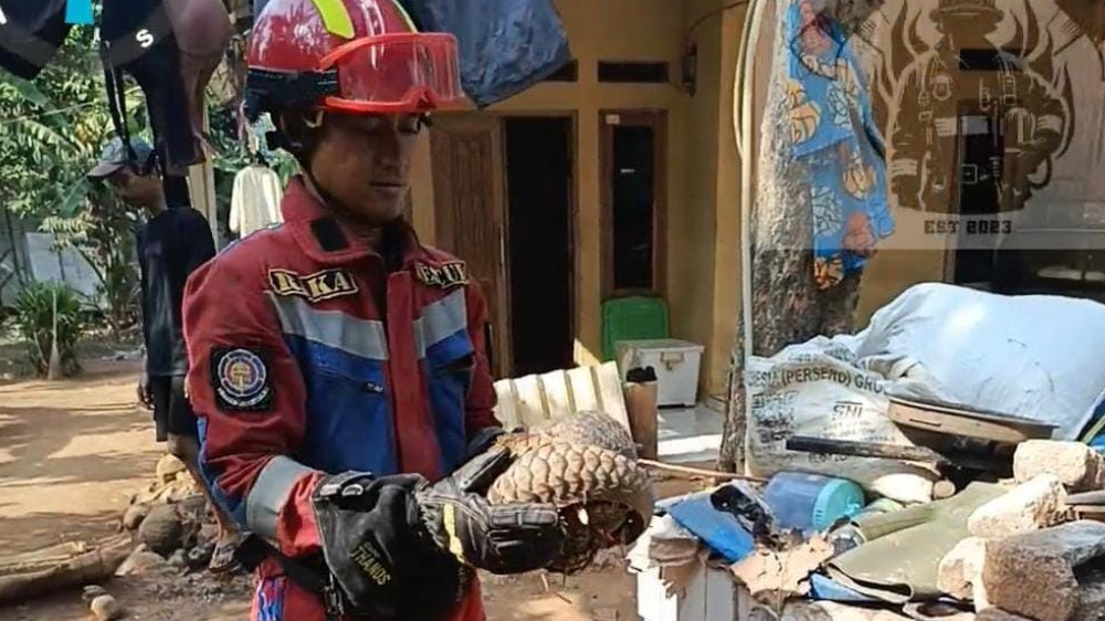 Trenggiling Jawa Masuk Halaman Rumah Warga Jonggol, Diduga Cari Makan