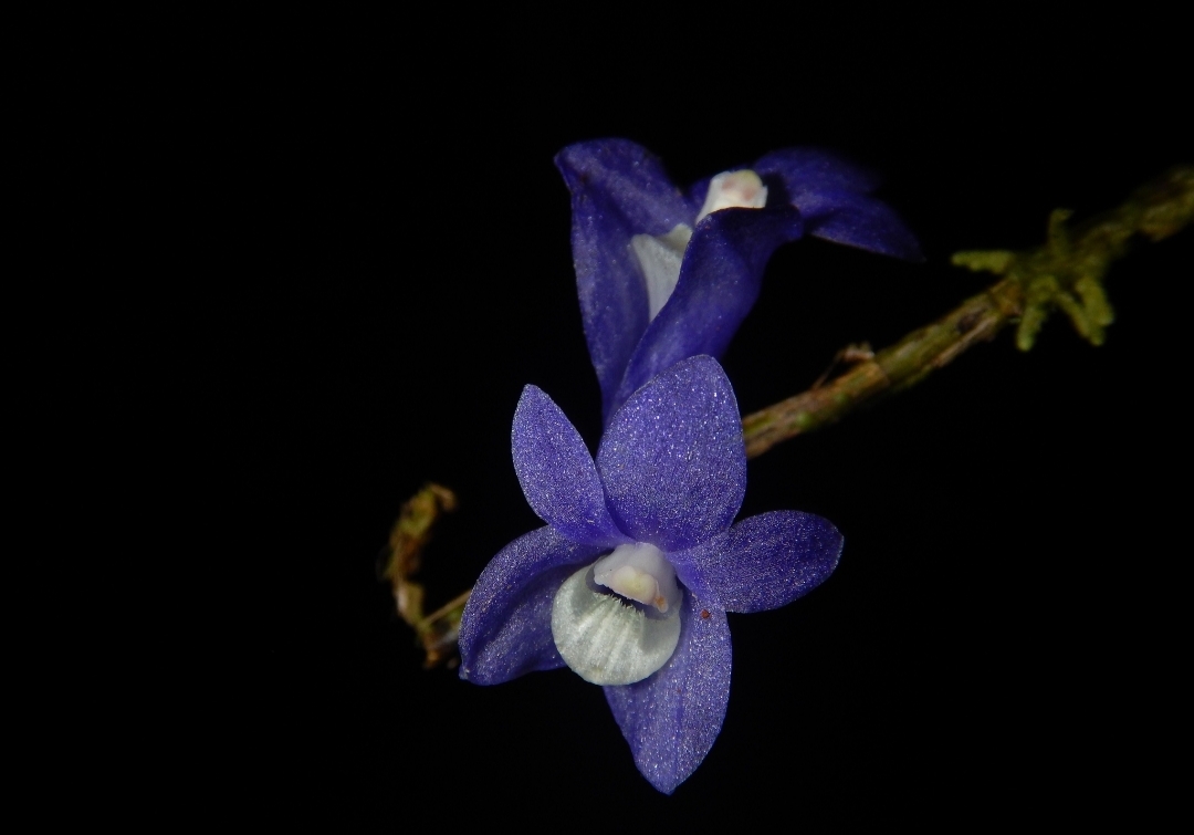 Peneliti IPB Ungkap Fakta Mengkhawatirkan soal Anggrek Biru Raja Ampat, Satu-satunya di Dunia!