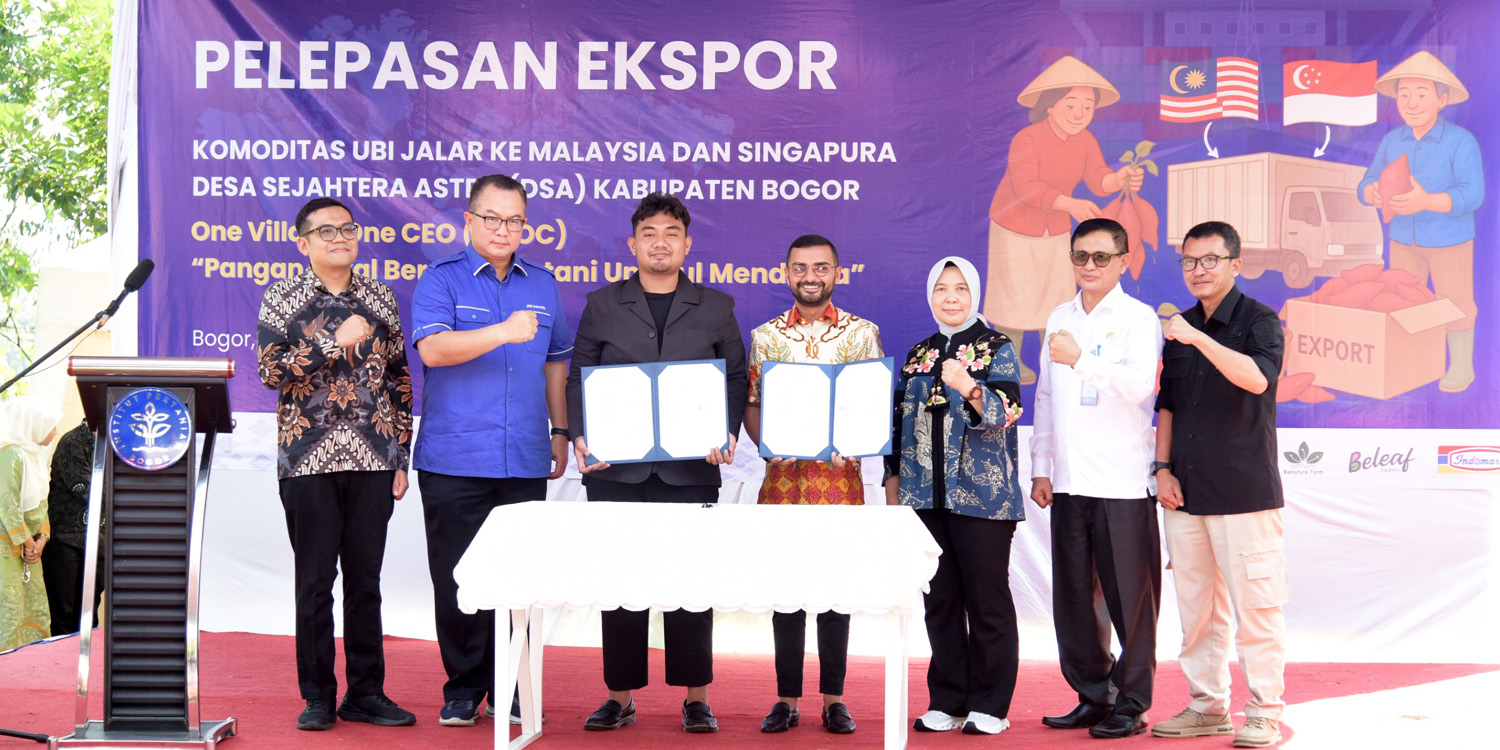 Program OVOC IPB University Tembus Ekspor Ubi Ungu ke Malaysia dan Singapura