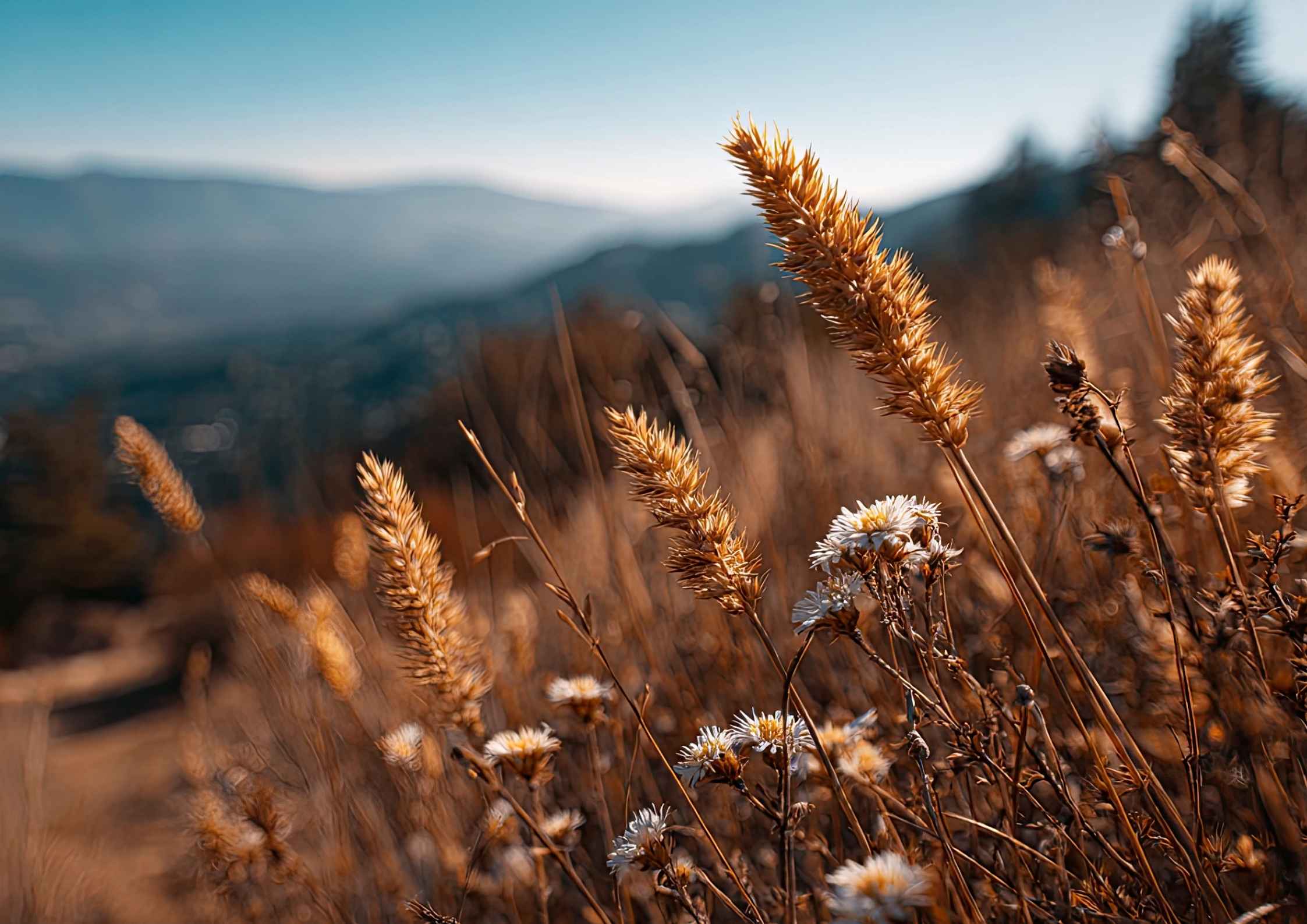 Rahasia Konten Kreator: Cara Pakai Fitur 'Exposure Lock' di iPhone Agar Video Tidak Flicker