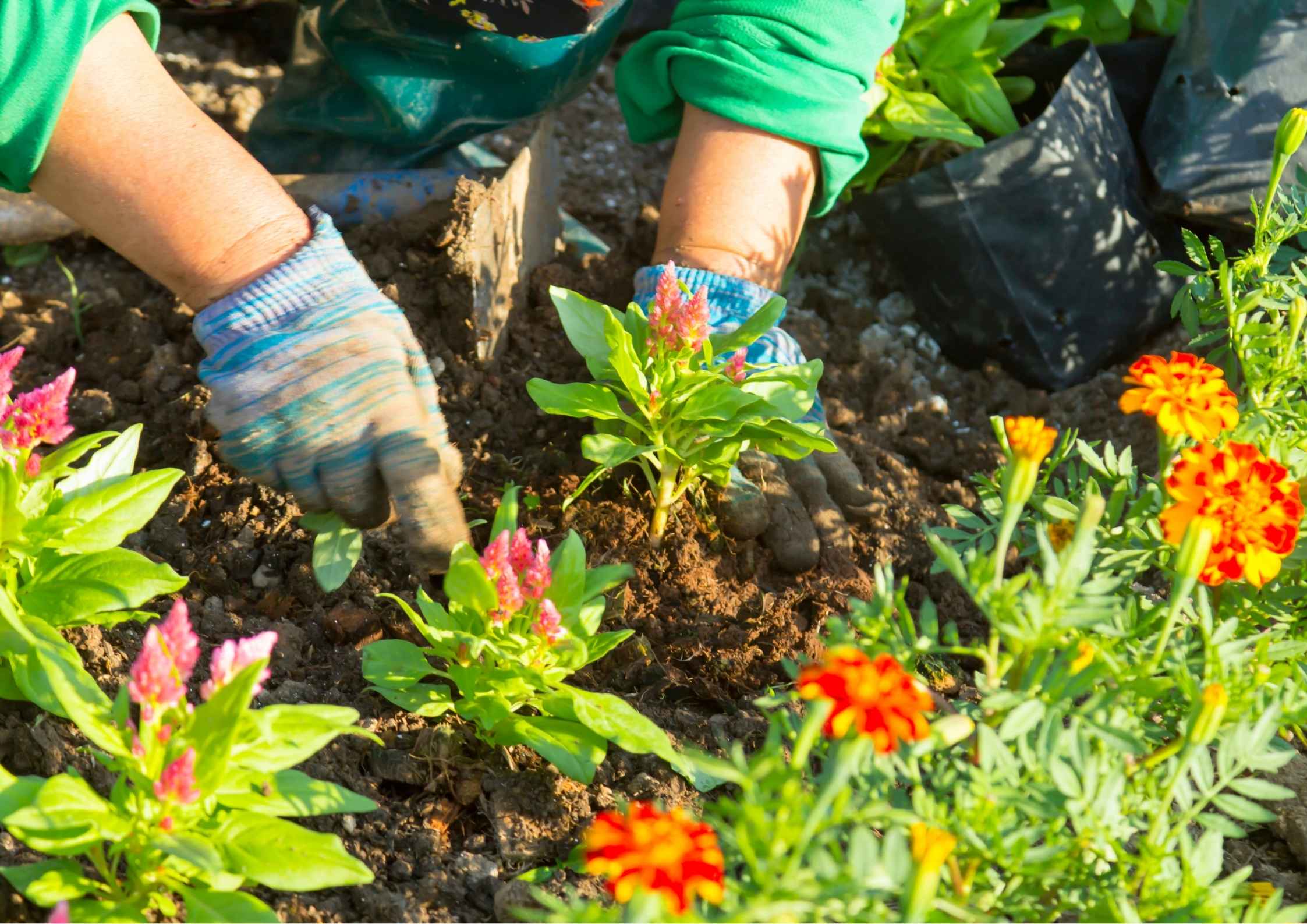 Ruang Terbatas? Begini Cara Berkebun di Lahan Kecil