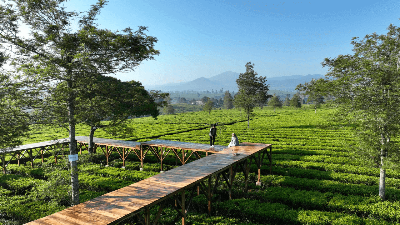 3 Wisata Kebun Teh di Bogor Terpopuler saat Liburan, Tiketnya Murah Meriah!