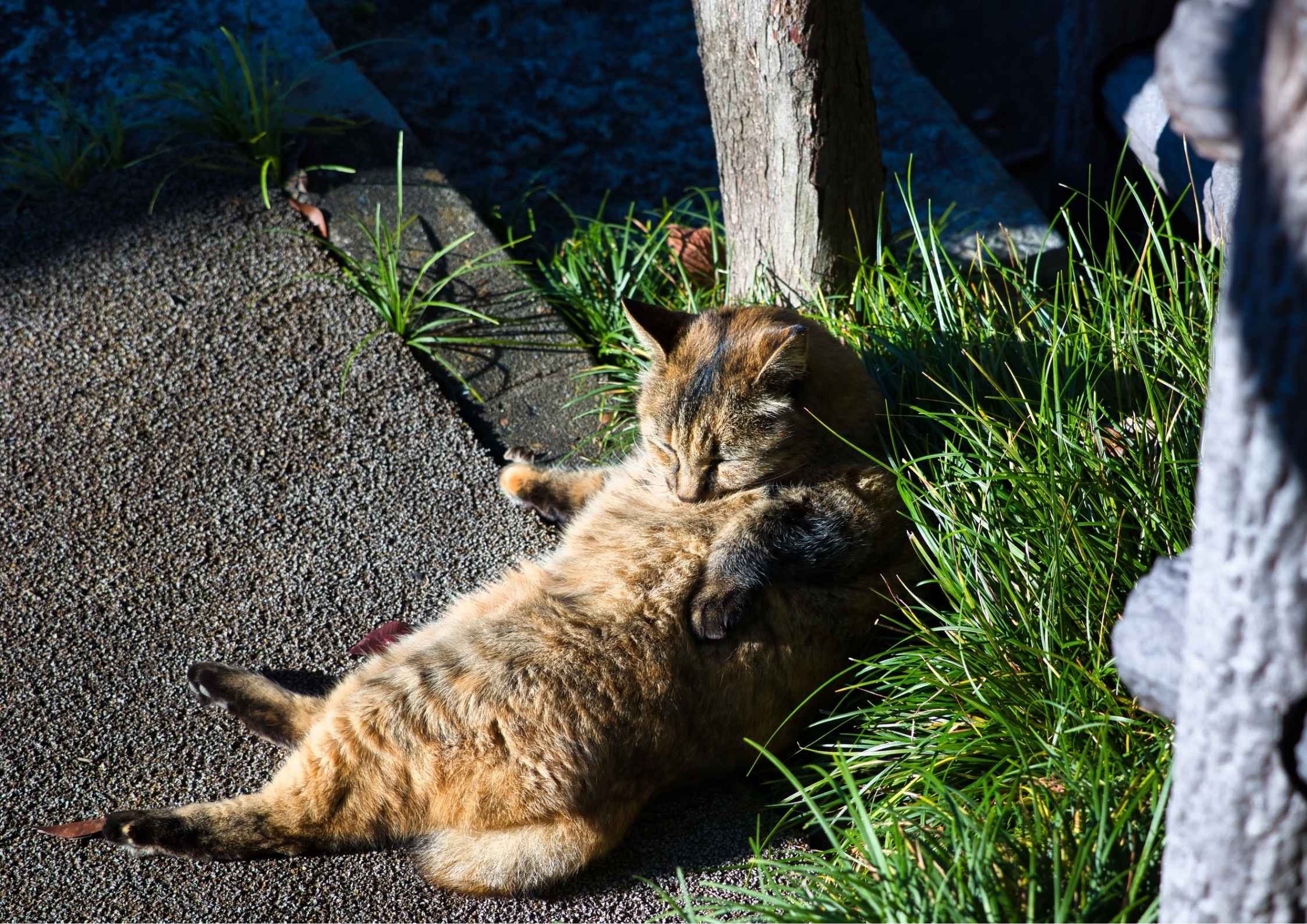 The Science of Sunlight: Mengapa Cahaya Pagi Adalah Nutrisi Wajib bagi Otak