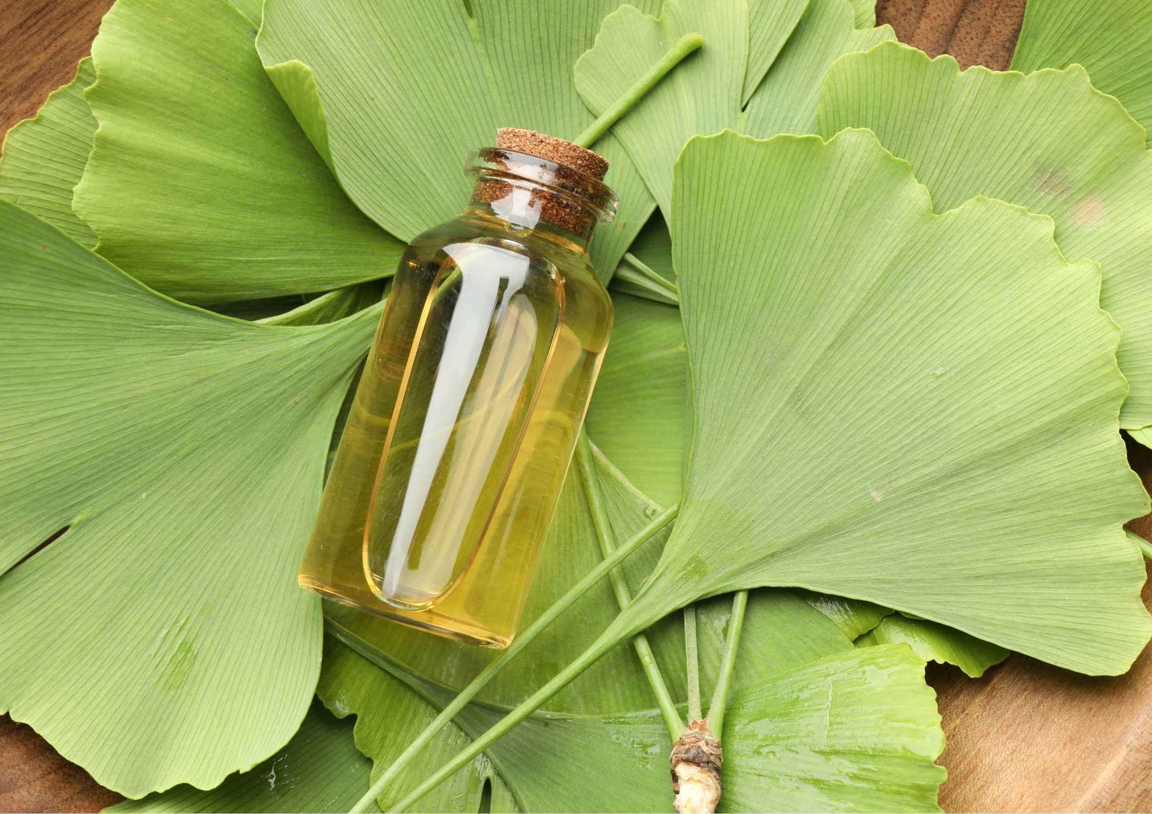 Kenal Ginkgo Biloba untuk Daya Ingat dan Fokus