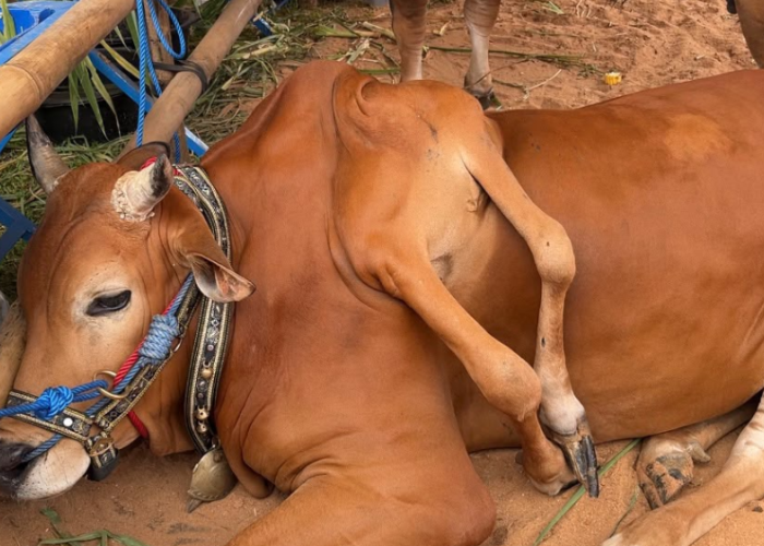 Sapi Berkaki Enam dari Boyolali Sabet Juara Kelas Unik APPSI Piala Presiden 2026 