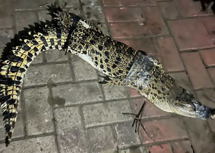 Viral! Buaya Sepanjang 1,5 Meter Muncul di Saluran Irigasi Cibinong Gegerkan Warga