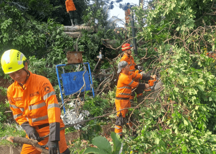 Pohon Tumbang di Villa Duta Bogor Timpa 2 Motor, 4 Orang Terluka