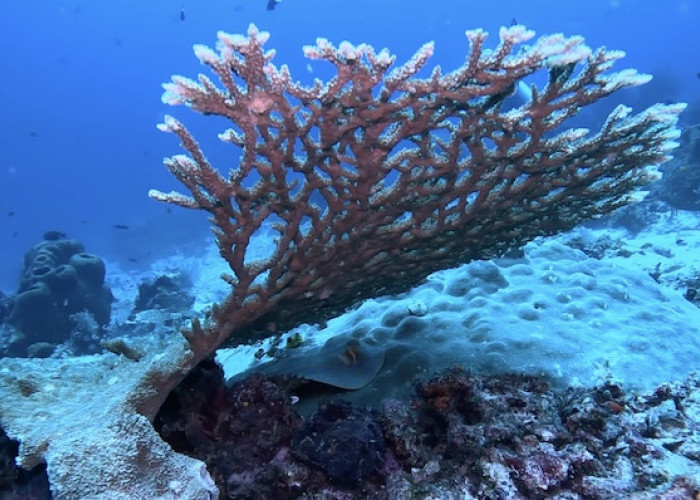 Raja Ampat Terancam! Guru Besar IPB Bongkar Bahaya Tambang untuk Ikan Kerapu
