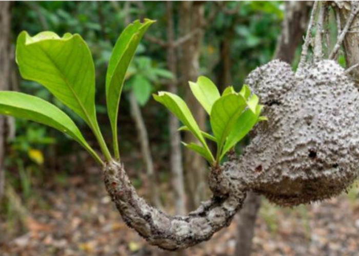 Bukan Tanaman Biasa! Flora Langka Ini Jadi ‘Hotel’ untuk Semut dan Jaga Ekosistem Hutan