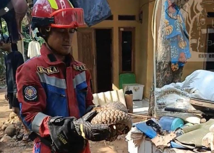 Trenggiling Jawa Masuk Halaman Rumah Warga Jonggol, Diduga Cari Makan