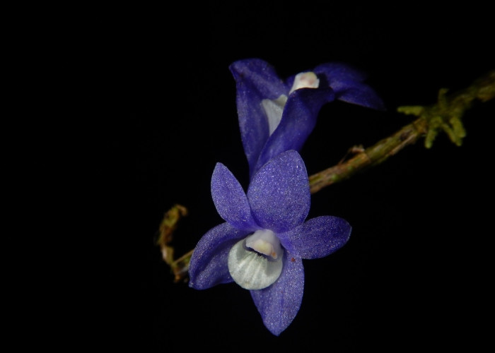 Peneliti IPB Ungkap Fakta Mengkhawatirkan soal Anggrek Biru Raja Ampat, Satu-satunya di Dunia!
