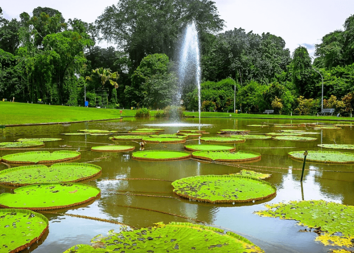 Cek Harga Tiket Masuk Kebun Raya Bogor 2025 Lengkap Jam Operasional, Liburan Jadi Gak Bingung!