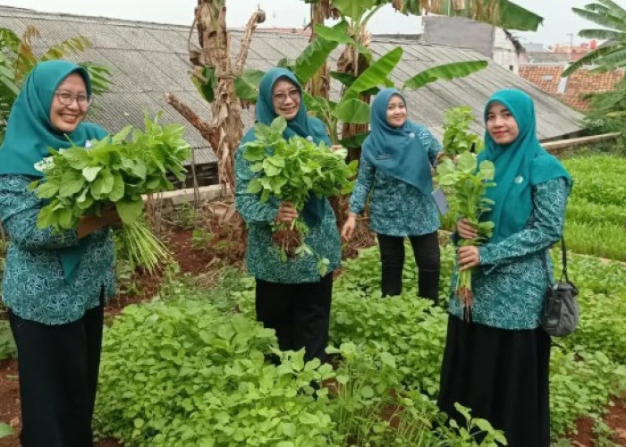 Urban Farming di Kelurahan Mekarsari Bantu Perbaiki Gizi Balita Lewat Panen Sayur Sehat