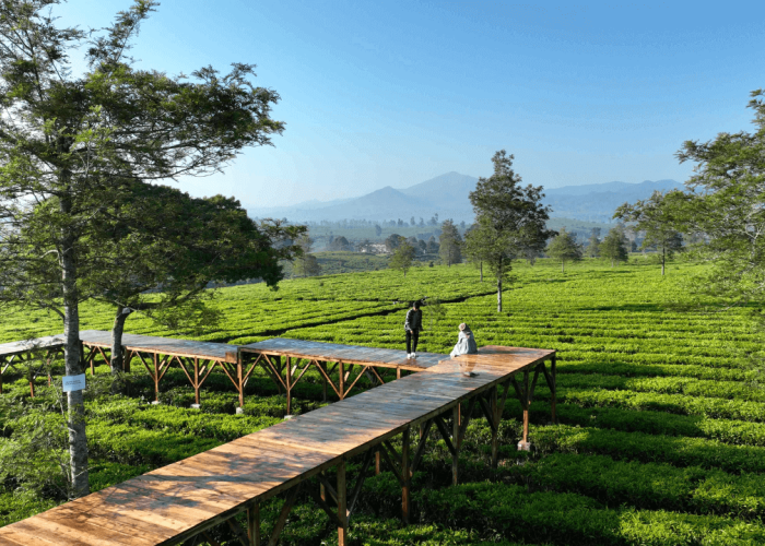 3 Wisata Kebun Teh di Bogor Terpopuler saat Liburan, Tiketnya Murah Meriah!