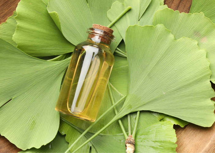 Kenal Ginkgo Biloba untuk Daya Ingat dan Fokus