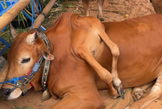 Sapi Berkaki Enam dari Boyolali Sabet Juara Kelas Unik APPSI Piala Presiden 2026 
