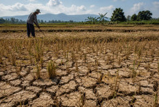 Dampak Kemarau di Bogor, Kekeringan Ancam Petani Gagal Panen
