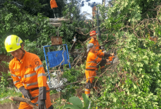 Pohon Tumbang di Villa Duta Bogor Timpa 2 Motor, 4 Orang Terluka
