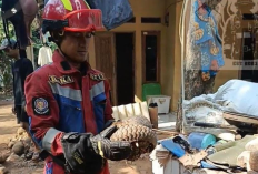 Trenggiling Jawa Masuk Halaman Rumah Warga Jonggol, Diduga Cari Makan